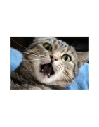 Per Gatti