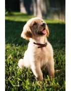 Cane