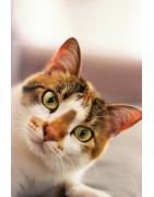 Gatti