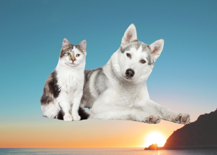 cms-banner-3